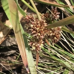 Luzula ovata at Mount Clear, ACT - 4 Oct 2022 11:52 AM