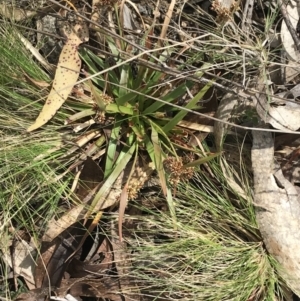 Luzula ovata at Mount Clear, ACT - 4 Oct 2022 11:52 AM