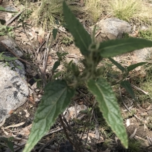 Gynatrix pulchella at Mount Clear, ACT - 4 Oct 2022