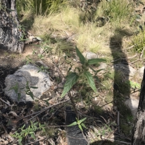 Gynatrix pulchella at Mount Clear, ACT - 4 Oct 2022