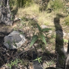 Gynatrix pulchella at Mount Clear, ACT - 4 Oct 2022