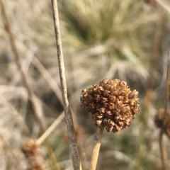 Juncus phaeanthus (Dark-flower Rush) at Mount Clear, ACT - 4 Oct 2022 by Tapirlord