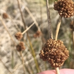 Juncus phaeanthus at Mount Clear, ACT - 4 Oct 2022