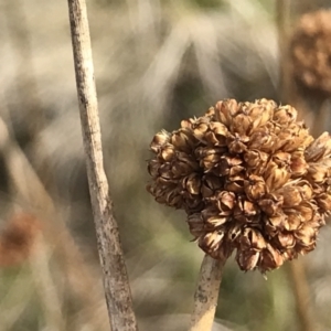 Juncus phaeanthus at Mount Clear, ACT - 4 Oct 2022