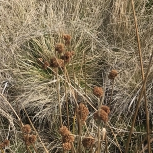 Juncus phaeanthus at Mount Clear, ACT - 4 Oct 2022