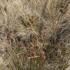 Juncus phaeanthus at Mount Clear, ACT - 4 Oct 2022