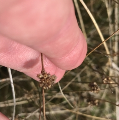 Juncus filicaulis (Thread Rush) at Mount Clear, ACT - 3 Oct 2022 by Tapirlord