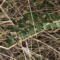 Pimelea curviflora var. gracilis (Curved Rice-flower) at Mount Clear, ACT - 4 Oct 2022 by Tapirlord