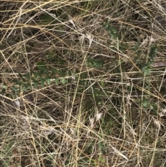 Pimelea curviflora var. gracilis at Mount Clear, ACT - 4 Oct 2022