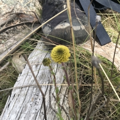 Craspedia variabilis (Common Billy Buttons) at Mount Clear, ACT - 3 Oct 2022 by Tapirlord