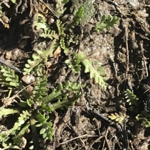 Cotula alpina at Mount Clear, ACT - 4 Oct 2022 10:02 AM