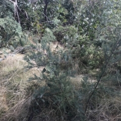 Acacia dealbata subsp. subalpina (Monaro Silver-wattle) at Mount Clear, ACT - 4 Oct 2022 by Tapirlord