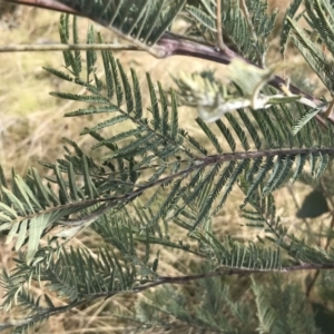 Acacia dealbata subsp. subalpina at Mount Clear, ACT - 4 Oct 2022