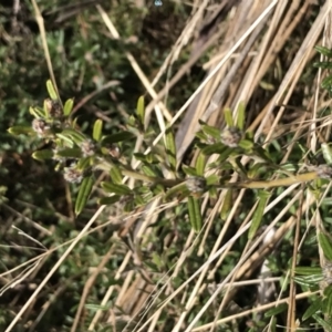 Pultenaea capitellata at Mount Clear, ACT - 4 Oct 2022 09:52 AM