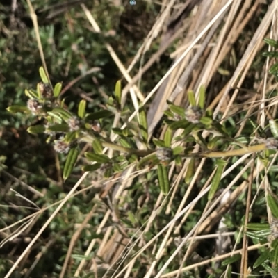Pultenaea capitellata (Hard-head Bush-pea) at Mount Clear, ACT - 4 Oct 2022 by Tapirlord