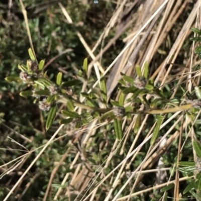 Pultenaea capitellata (Hard-head Bush-pea) at Mount Clear, ACT - 3 Oct 2022 by Tapirlord