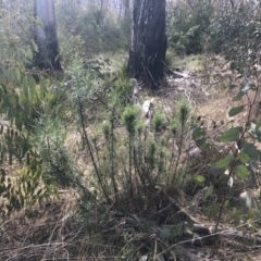 Cassinia longifolia (Shiny Cassinia, Cauliflower Bush) at Mount Clear, ACT - 4 Oct 2022 by Tapirlord
