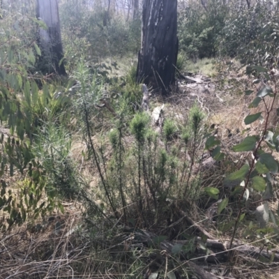 Cassinia longifolia (Shiny Cassinia, Cauliflower Bush) at Mount Clear, ACT - 4 Oct 2022 by Tapirlord