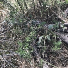 Cassinia longifolia at Mount Clear, ACT - 4 Oct 2022