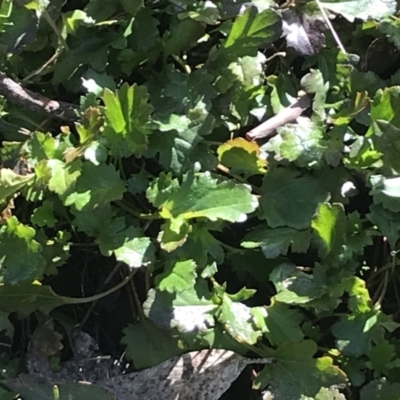 Goodenia hederacea subsp. alpestris at Mount Clear, ACT - 3 Oct 2022 by Tapirlord