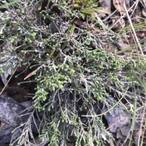 Ozothamnus cupressoides at Mount Clear, ACT - 4 Oct 2022 09:36 AM