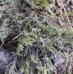 Ozothamnus cupressoides (Kerosine Bush) at Mount Clear, ACT - 3 Oct 2022 by Tapirlord