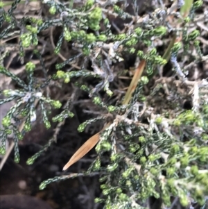 Ozothamnus cupressoides at Mount Clear, ACT - 4 Oct 2022 09:36 AM