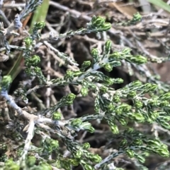 Ozothamnus cupressoides at Mount Clear, ACT - 4 Oct 2022 09:36 AM