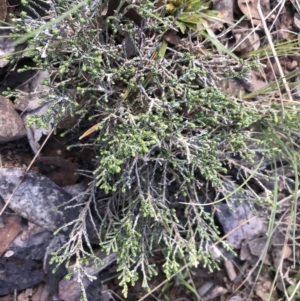 Ozothamnus cupressoides at Mount Clear, ACT - 4 Oct 2022 09:36 AM