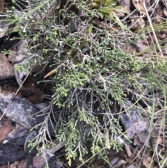 Ozothamnus cupressoides at Mount Clear, ACT - 4 Oct 2022