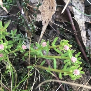 Stackhousia monogyna at Mount Clear, ACT - 4 Oct 2022