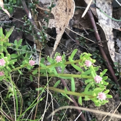 Stackhousia monogyna (Creamy Candles) at Mount Clear, ACT - 4 Oct 2022 by Tapirlord