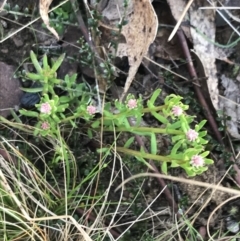 Stackhousia monogyna at Mount Clear, ACT - 4 Oct 2022