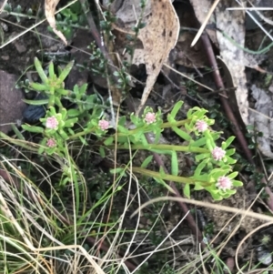 Stackhousia monogyna at Mount Clear, ACT - 4 Oct 2022