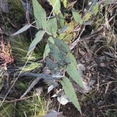 Eucalyptus dives (Broad-leaved Peppermint) at Mount Clear, ACT - 4 Oct 2022 by Tapirlord