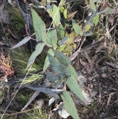 Eucalyptus dives at Mount Clear, ACT - 4 Oct 2022 09:20 AM