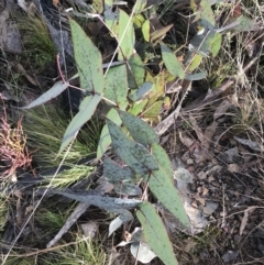 Eucalyptus dives at Mount Clear, ACT - 4 Oct 2022