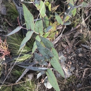 Eucalyptus dives at Mount Clear, ACT - 4 Oct 2022