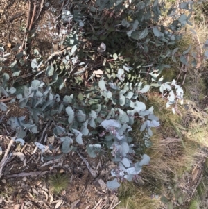Eucalyptus rubida subsp. rubida at Mount Clear, ACT - 4 Oct 2022