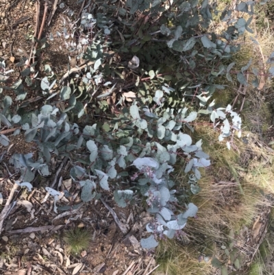 Eucalyptus rubida subsp. rubida (Candlebark) at Mount Clear, ACT - 4 Oct 2022 by Tapirlord