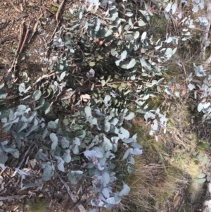 Eucalyptus rubida subsp. rubida at Mount Clear, ACT - 4 Oct 2022