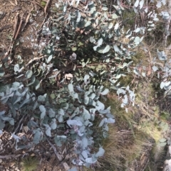 Eucalyptus rubida subsp. rubida at Mount Clear, ACT - 4 Oct 2022