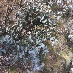 Eucalyptus rubida subsp. rubida at Mount Clear, ACT - 4 Oct 2022