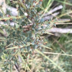 Daviesia ulicifolia subsp. ruscifolia (Broad-leaved Gorse Bitter Pea) at Mount Clear, ACT - 4 Oct 2022 by Tapirlord