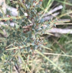 Daviesia ulicifolia subsp. ruscifolia (Broad-leaved Gorse Bitter Pea) at Mount Clear, ACT - 3 Oct 2022 by Tapirlord