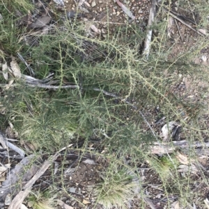 Daviesia ulicifolia subsp. ruscifolia at Mount Clear, ACT - 4 Oct 2022