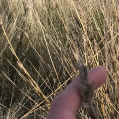 Carex tereticaulis (Poongort) at Mount Clear, ACT - 4 Oct 2022 by Tapirlord