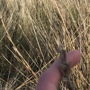 Carex tereticaulis at Mount Clear, ACT - 4 Oct 2022