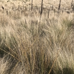 Carex tereticaulis at Mount Clear, ACT - 4 Oct 2022 09:07 AM