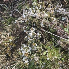Styphelia nesophila (Sharp Beard-heath) at Mount Clear, ACT - 4 Oct 2022 by Tapirlord